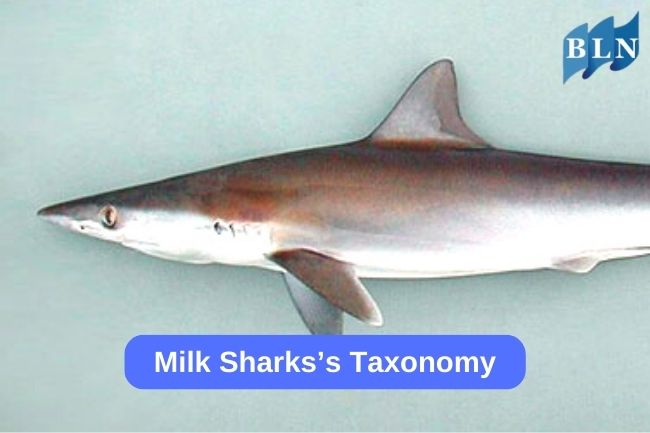Milk Sharks’s Taxonomy 